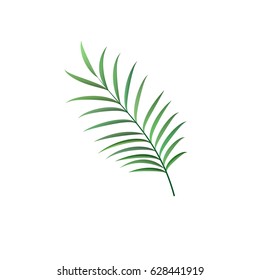 
Palm leaf vector realistic illustration isolated element
