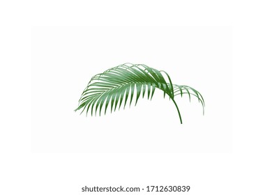 palm leaf vector for summer background