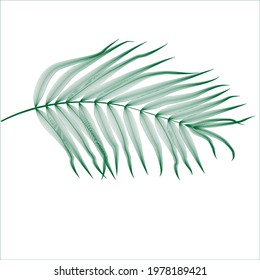 Palm Leaf Vector. Tropical leaves . green  logo with lines