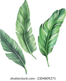 Palm leaf watercolor material can be used in design textile printing etc.