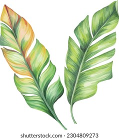 Palm leaf watercolor material can be used in design textile printing etc.