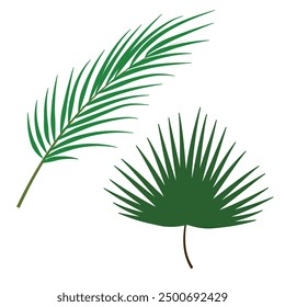 Palm leaf with a white background