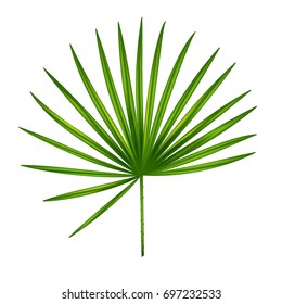 Palm leaf for your design. vector illustration.