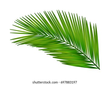 Palm leaf for your design. vector illustration.