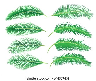 Palm leafs isolate on white background