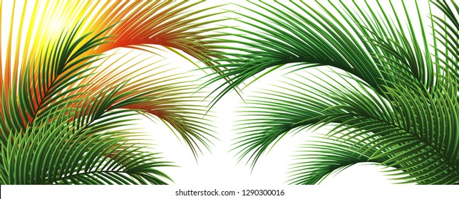 Palm leafs sunshine. Tropical nature background with place for text. 