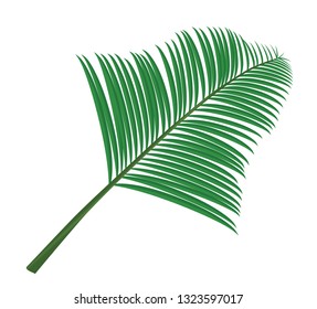 Palm leafs. vector illustration