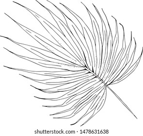
Palm leave isolated on white background. Vector illustration. 