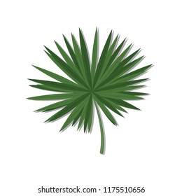 Palm leave vector illustration