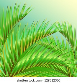 palm leaves