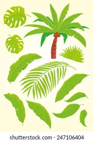 Palm and palm leaves