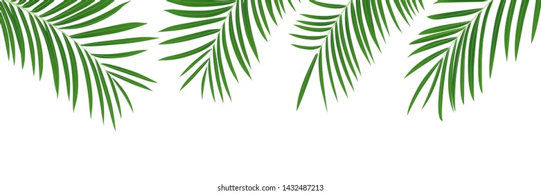 Palm leaves background. Isolated tropical jungle leaves banner