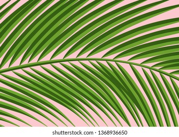 Palm leaves background. Vector exotic palm leaves. Vector illustration. 