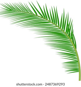 Palm leaves background. Vector exotic palm leaves.