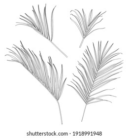 Palm leaves, black and white with drawing line art illustration. Isolated on white backdrop.