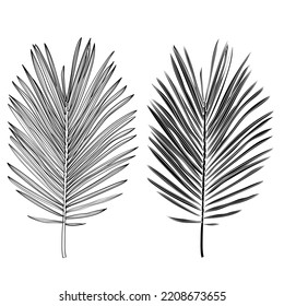 Palm leaves, black and white with drawing line art illustration. Isolated on white backdrop.