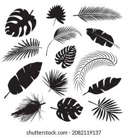 palm leaves black and white vector illustration