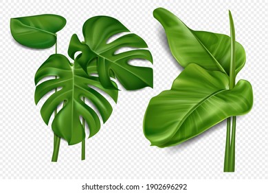 Palm leaves and palm branches isolated on transparent background. Elements of Hawaiian and tropical plants. Vector illustration