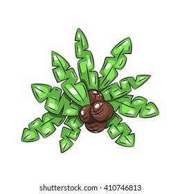 Palm leaves with coconuts on a white background. Hand draw illustration - stock vector