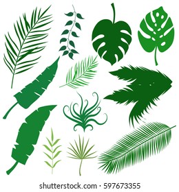 Palm leaves collection.