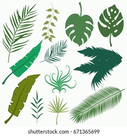 Palm leaves collection.