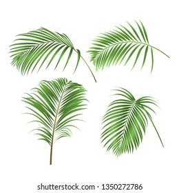 Palm leaves  decoration tropical  plant  set two on a white background vintage vector illustration editable hand drawn