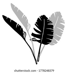 Palm leaves as a design elements. Black and grey silhouette on white background. Hand drawn ink style. Tattoo inspiration. 