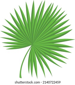 Palm leaves. Fan frond. Tropical tree foliage