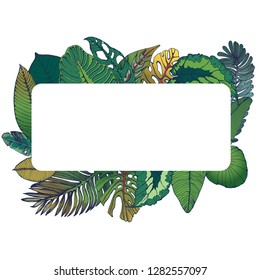 palm leaves, frame, hand drawing background, vector