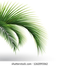 Palm leaves. Green leaf of palm tree on white background. Floral background. 