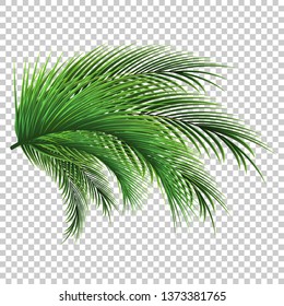 Palm leaves. Green leaf of palm tree on transparent background. Floral background. 