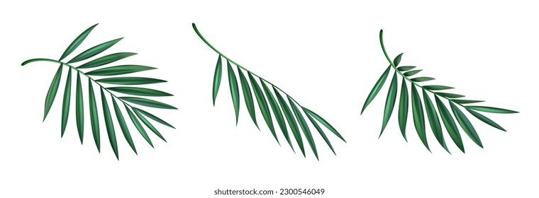 Palm leaves. Green leaf of palm tree on transparent background. Floral background. Vector 10 eps.