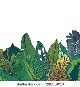 palm leaves, hand drawing background, vector