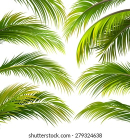 Palm leaves isolated on white. Vector illustration