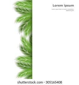 Palm leaves isolated on white background. vector background