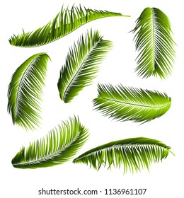 Palm Leaves Isolated. Realistic Branches Set. Vector Tropical Foliage. Floral Elements. Illustration of Jungle Plants. Tropic Palm Leaves for Pattern, Wallpaper, Print, Fabric, Textile or Your Design.