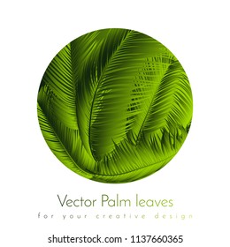 Palm Leaves Isolated. Realistic Branches Set. Vector Tropical Foliage. Floral Elements. Illustration of Jungle Plants. Tropic Palm Leaves for Pattern, Wallpaper, Print, Fabric, Textile or Your Design.