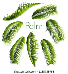 Palm Leaves Isolated. Realistic Branches Set. Vector Tropical Foliage. Floral Elements. Illustration of Jungle Plants. Tropic Palm Leaves for Pattern, Wallpaper, Print, Fabric, Textile or Your Design.