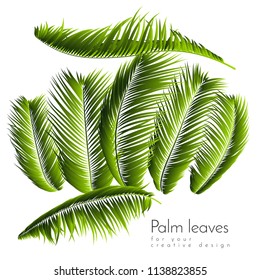 Palm Leaves Isolated. Realistic Branches Set. Vector Tropical Foliage. Floral Elements. Illustration of Jungle Plants. Tropic Palm Leaves for Pattern, Wallpaper, Print, Fabric, Textile or Your Design.