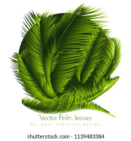 Palm Leaves Isolated. Realistic Branches Set. Vector Tropical Foliage. Floral Elements. Illustration of Jungle Plants. Tropic Palm Leaves for Pattern, Wallpaper, Print, Fabric, Textile or Your Design.