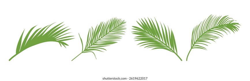 palm leaves. palm. large leaves of a gastrointestinal tree. Pattern of leaves. nature. greens. biology. ecology. 