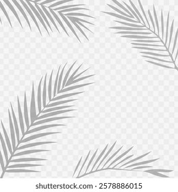 palm leaves leaf shadow on white background