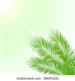 Palm leaves on a Sun background, illustration.
