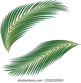 Palm leaves on a transparent background