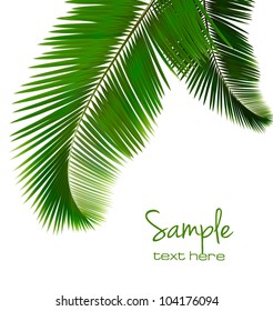 Palm leaves on white background. Vector.