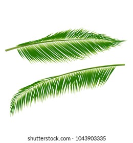 Palm leaves on a white background. Vector illustration.