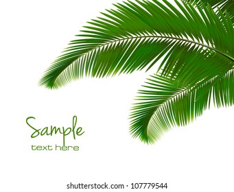 Palm leaves on white background. Vector.