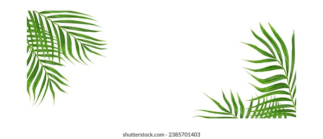 Palm leaves on white background. Holiday pattern.