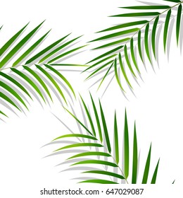 Palm leaves. Palm leaves on white background. Exotic background.