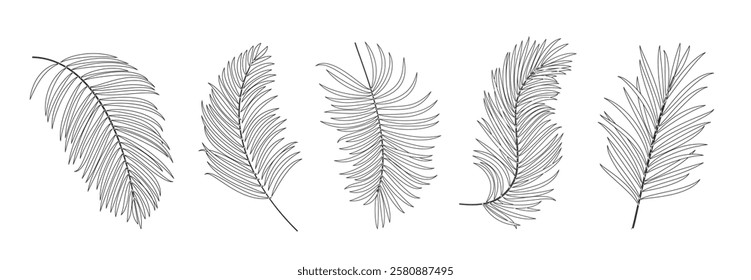 Palm leaves outline clipart set. Palm leaf and coconut drawing icon clip art collection in summer tropical leaves line art symbol vector illustration. 
